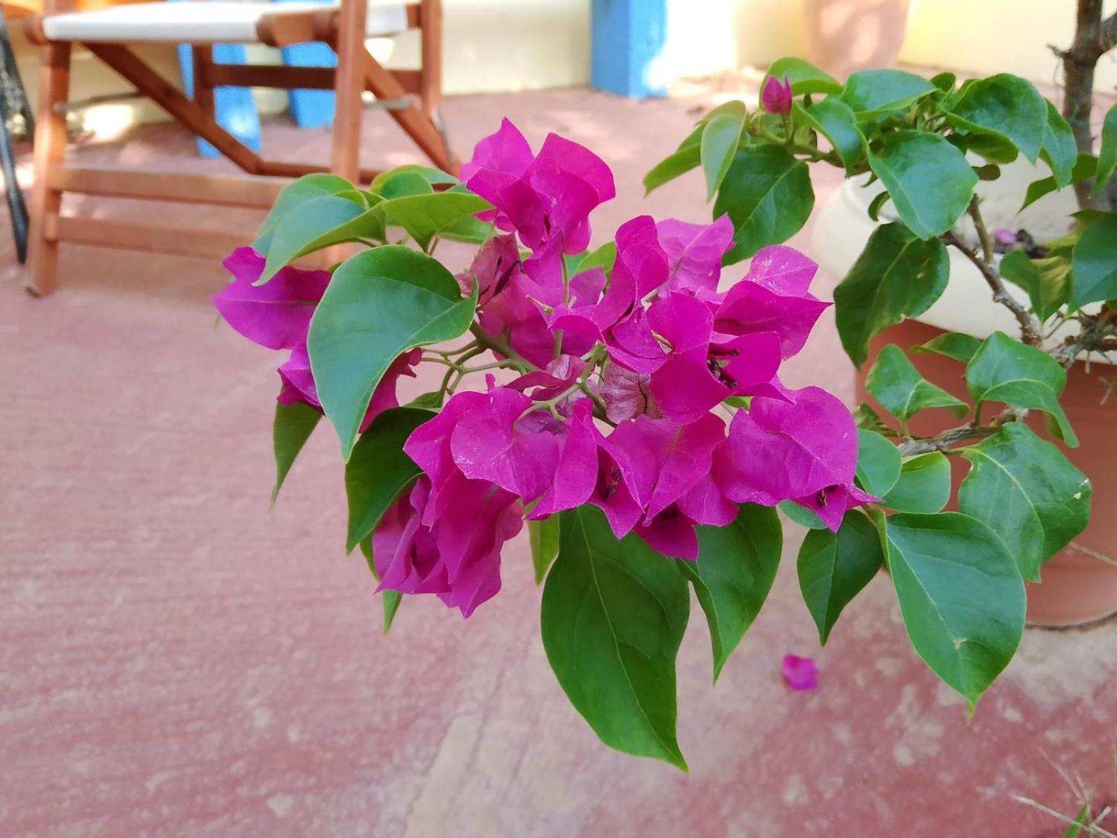 Like My Home Artemida  Luaran gambar